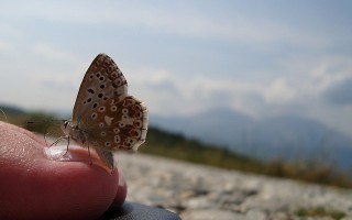 Le Rêve du Papillon T.4 de Marazano