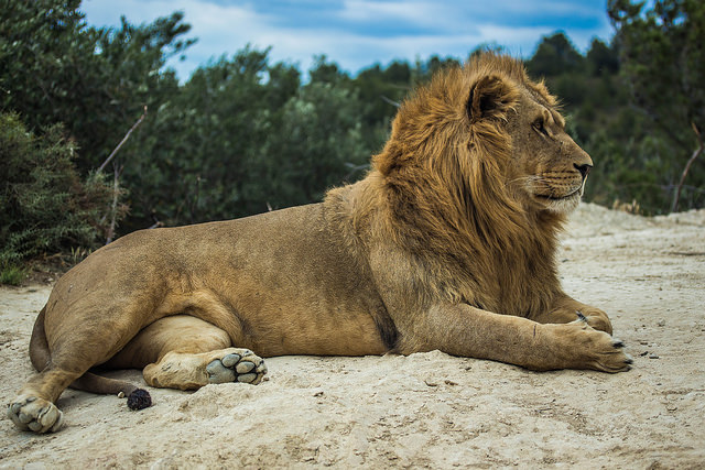 Lion by Pauline Guilmot via Flickr