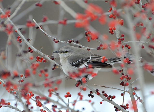 Northern Mockinbird by Andy Reago via Flickr