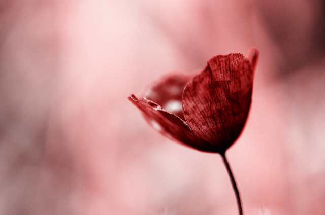 Coquelicot Rouge by Dimit®i via Flickr