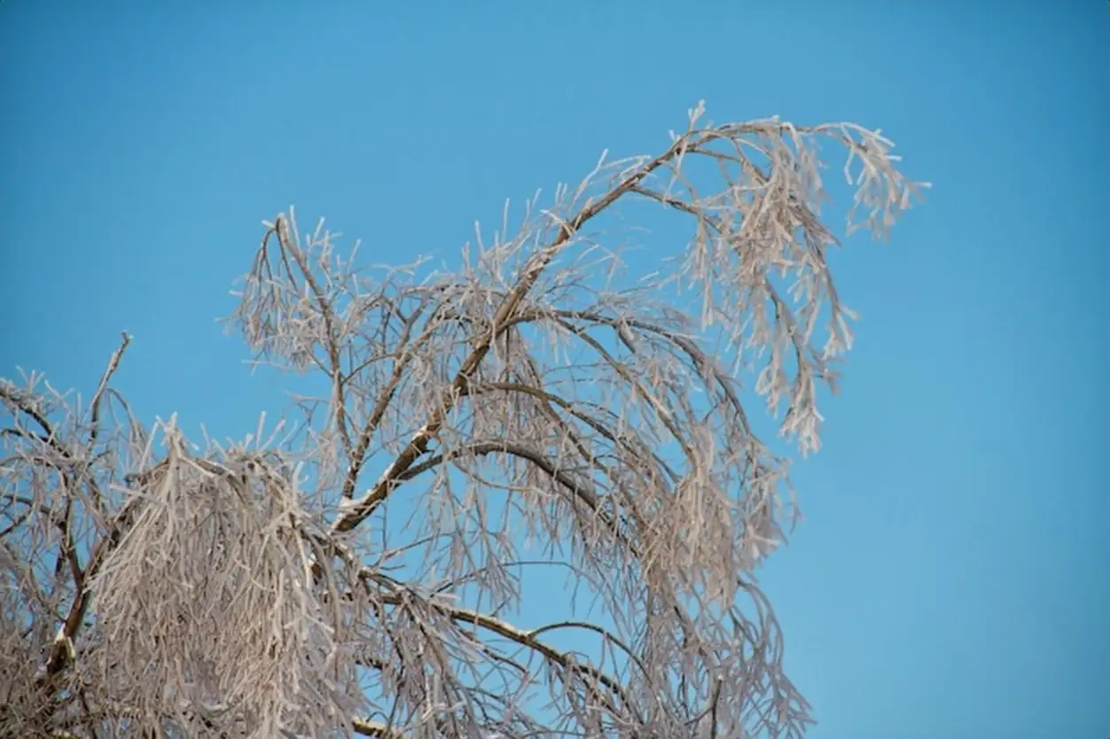 Beautiful winter forest