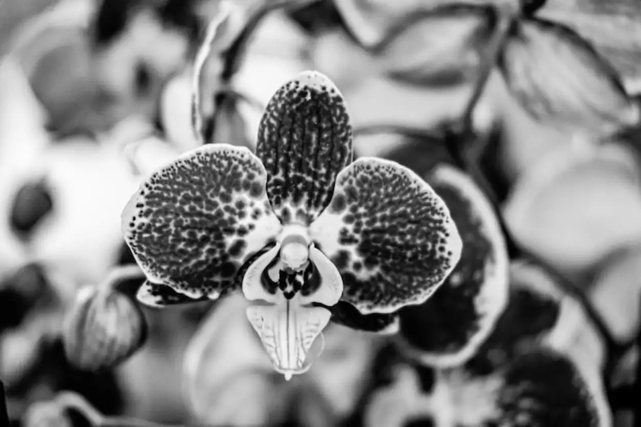 Close-up of flowering plant