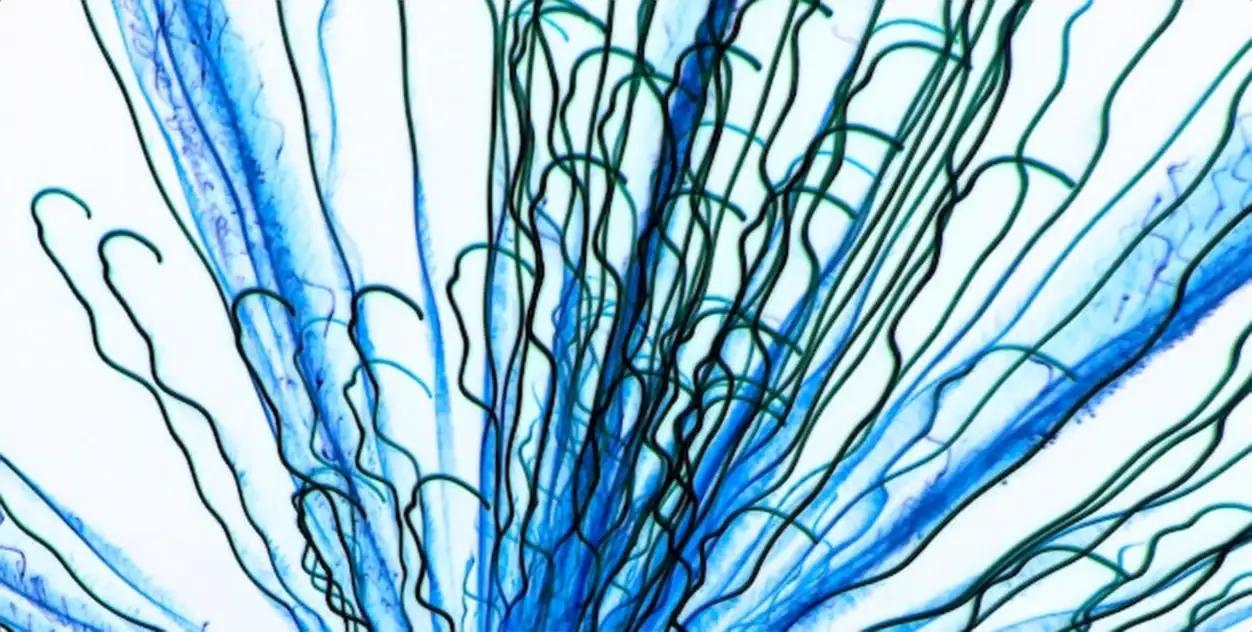 Abstract Flowing Blue Lines
