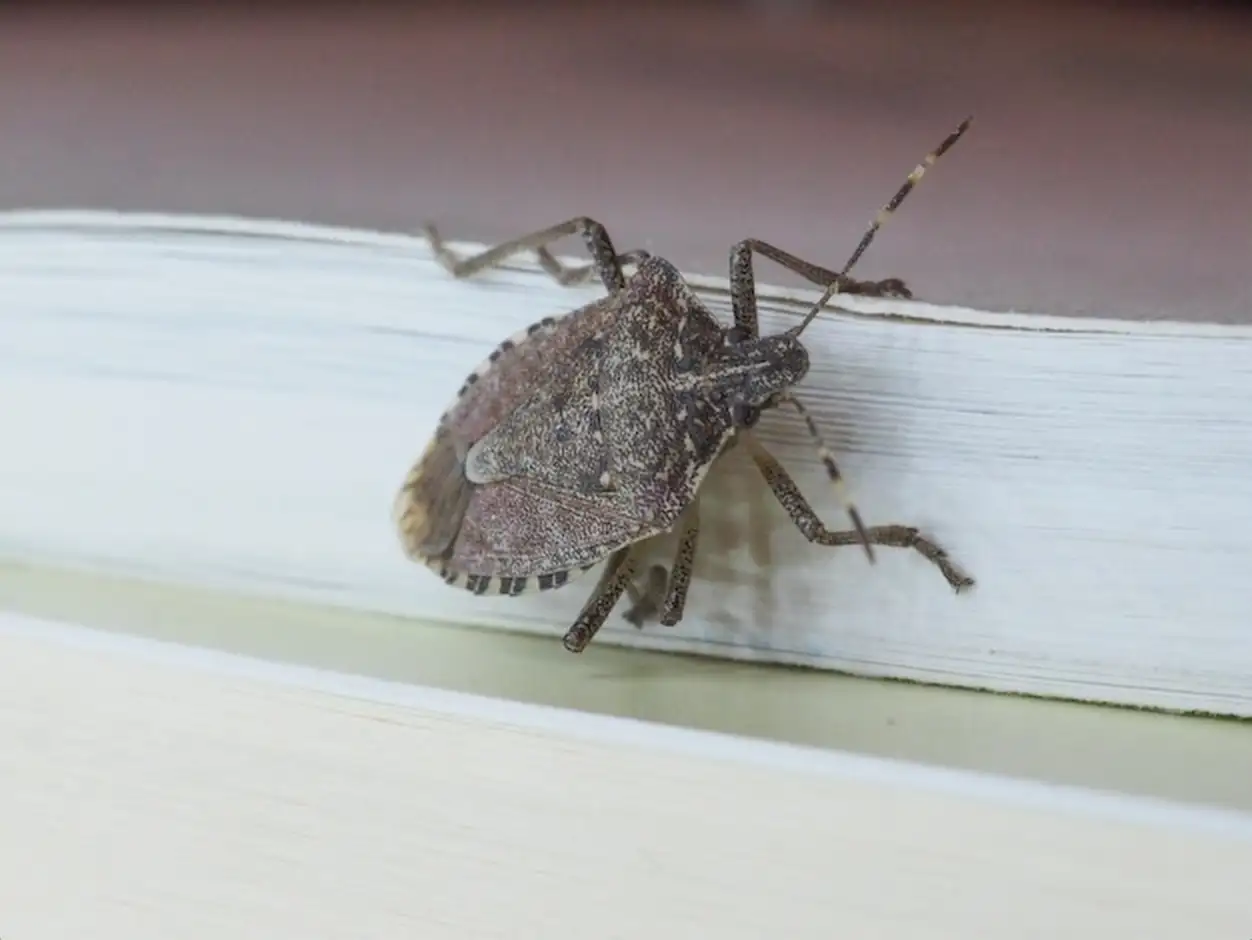 Brown marmorated stink bug insect animal