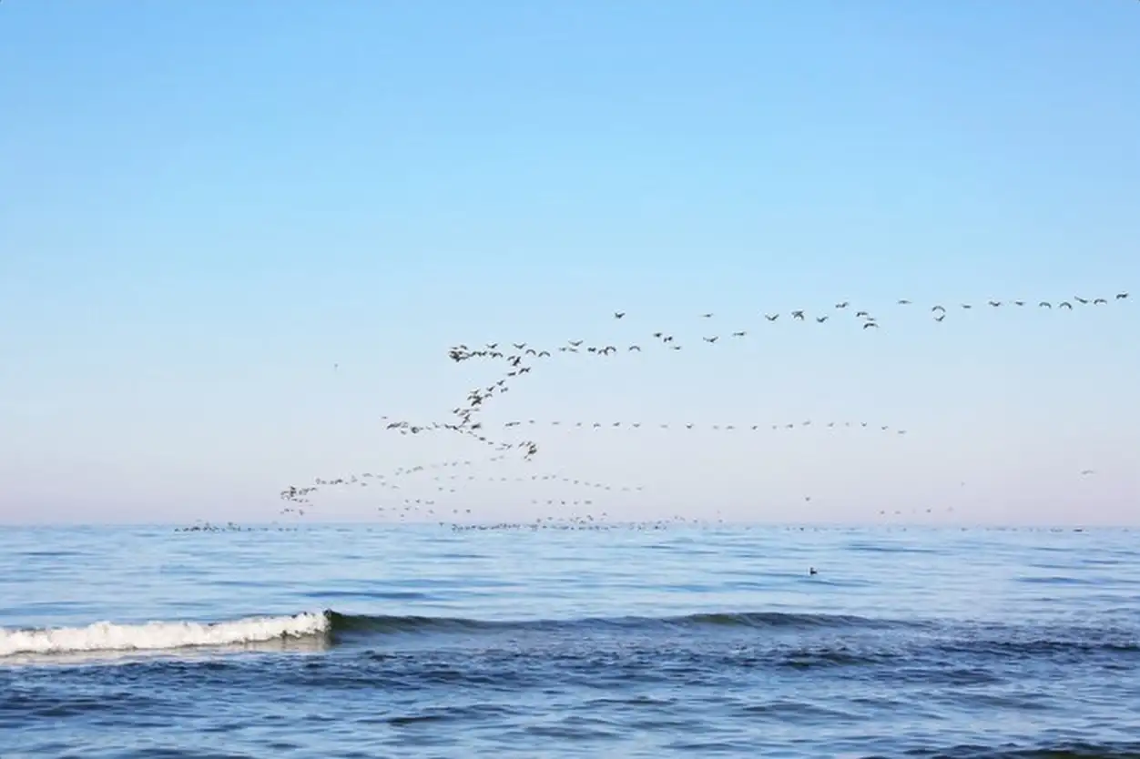 A flock of migrating birds in the sky above the sea. Seasonal migration of birds. Soft selective focus.