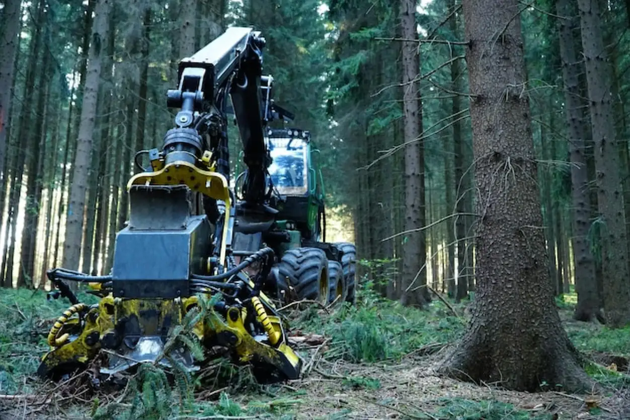 Crane in forest