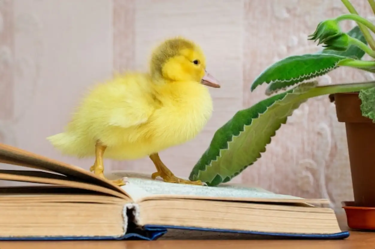 A small yellow duck near the open book. Reading fiction