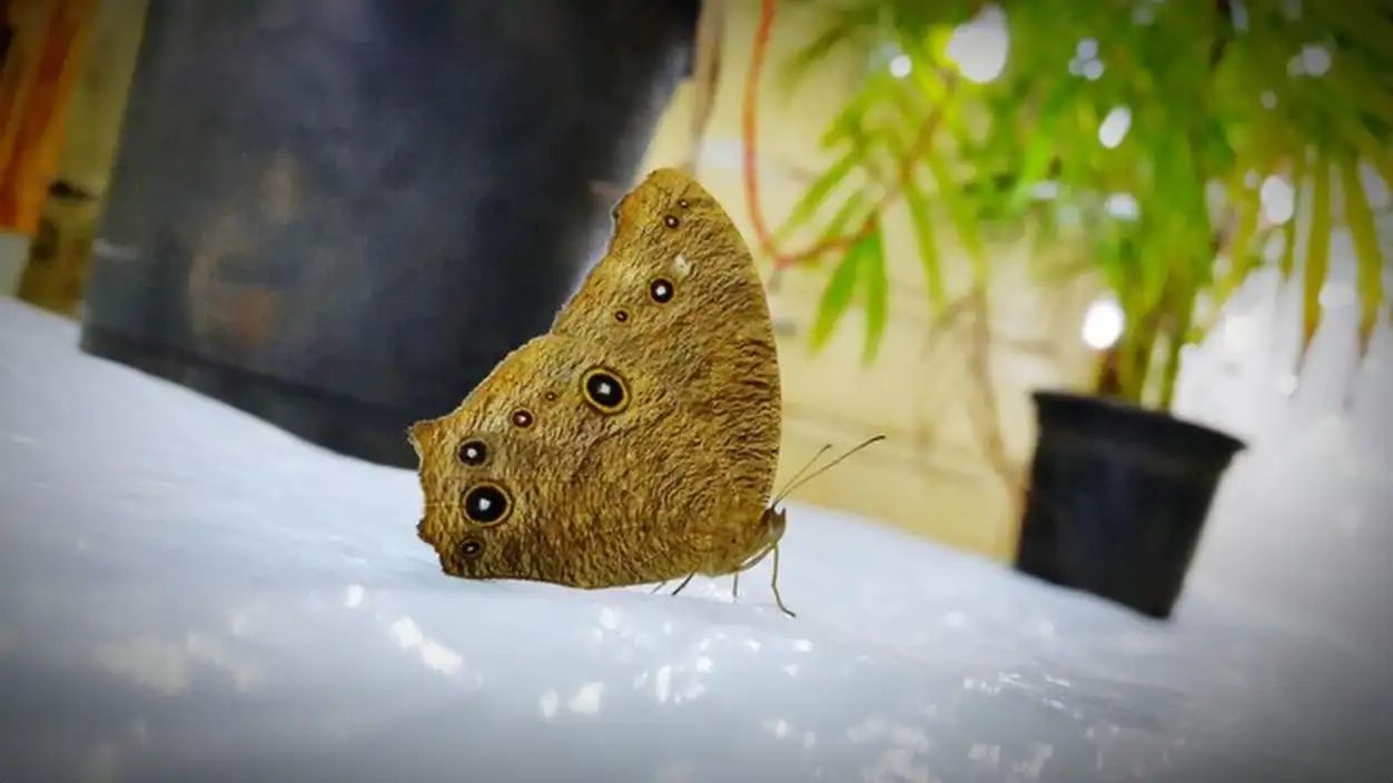 Close-up of butterfly on white floor