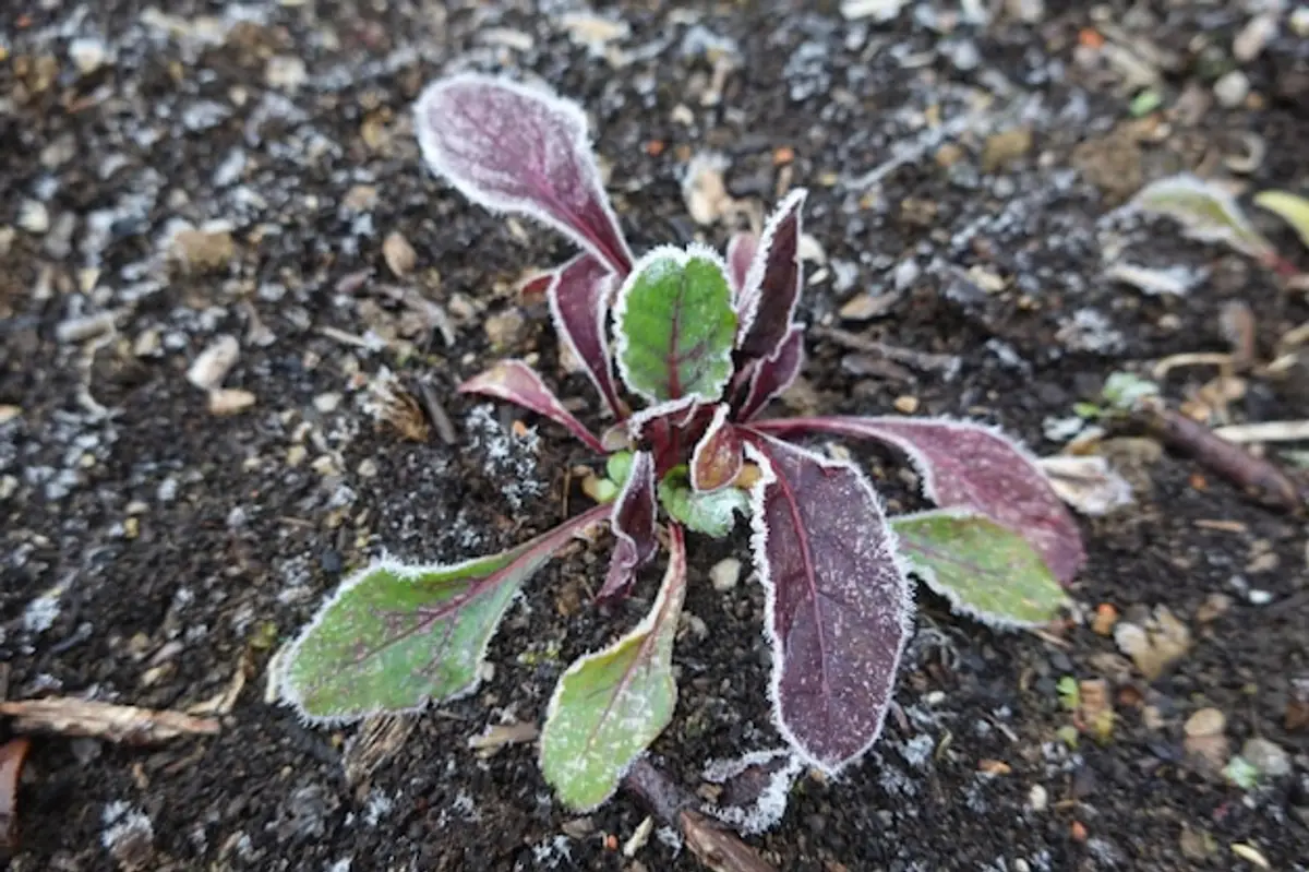 semis épinards hiver potager