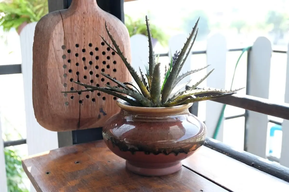 aloe vera pot terre cuite feuilles vertes