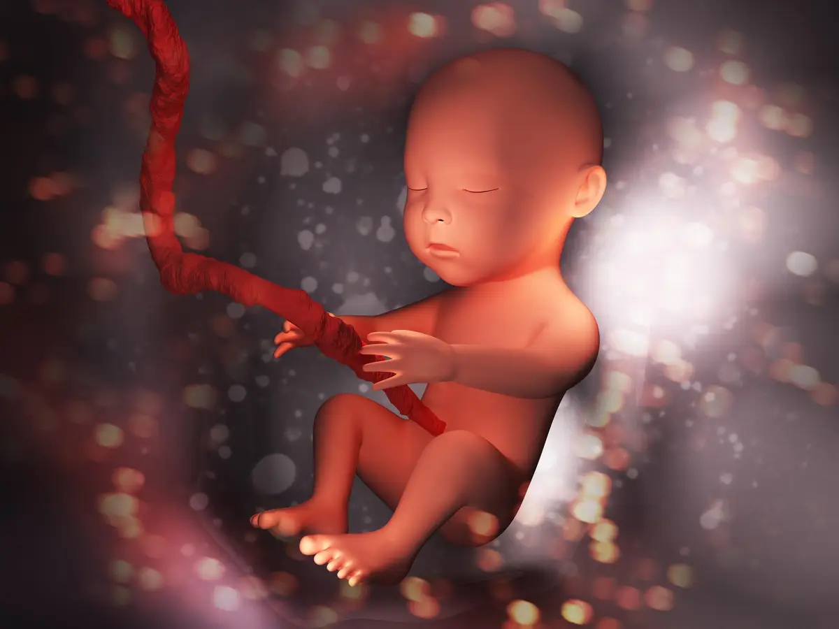 bébé fœtus 22 SA utérus grossesse