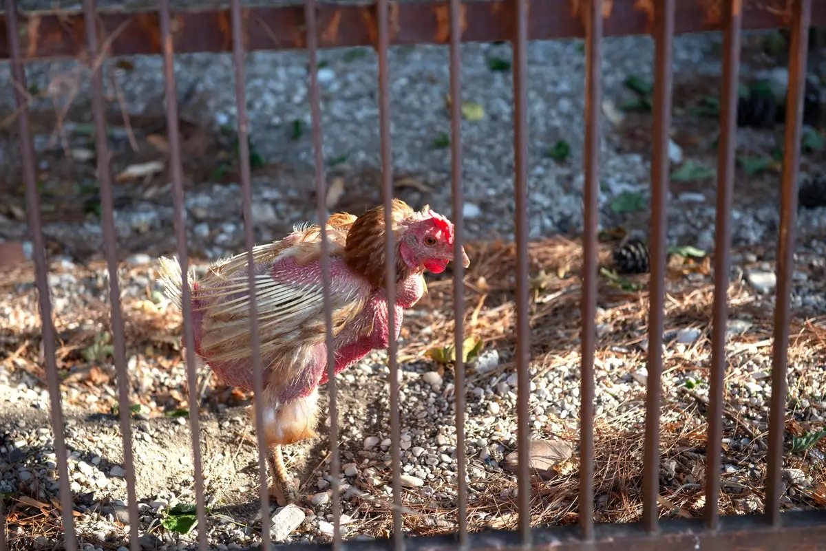 cochon d'inde âgé heureux cage