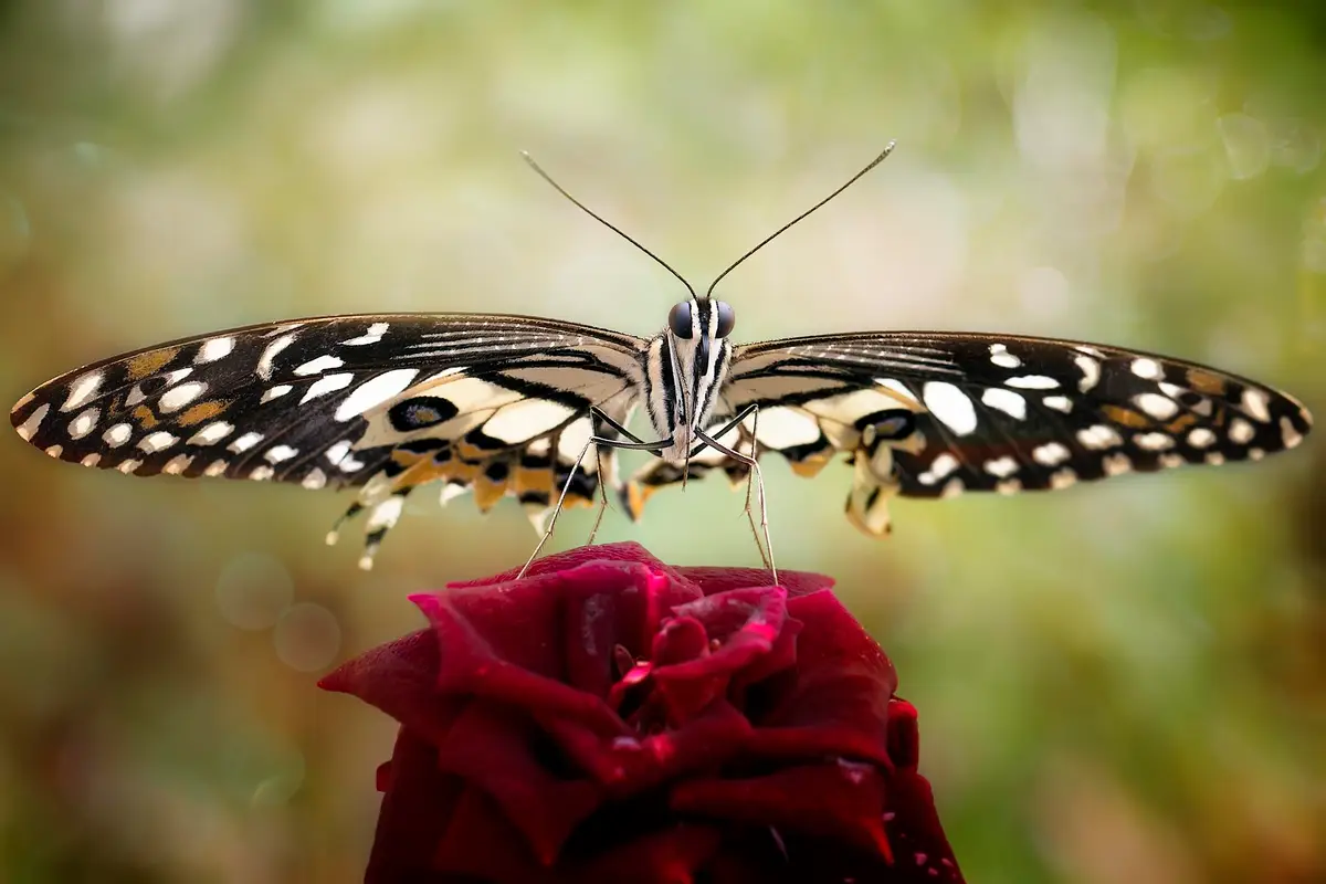 papillon amoureux
